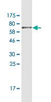 Anti-CDH11 Mouse Monoclonal Antibody [clone: 1B9]