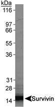 Anti-BIRC5 Mouse Monoclonal Antibody [clone: 60.11]