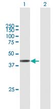 Anti-ARMCX3 Mouse Polyclonal Antibody