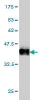 Anti-BHLHE40 Mouse Monoclonal Antibody [clone: 5B1]