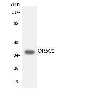 Western blot analysis of the lysates from COLO205 cells using Anti-OR6C2 Antibody