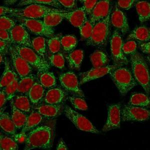 Immunofluorescent analysis of HeLa cells stained with Anti-Podocalyxin Antibody [3D3] (CF&#174; 488) (Green). Nuclear counterstain is RedDot.