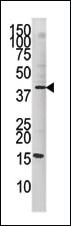 Anti-FOXI1 Rabbit Polyclonal Antibody