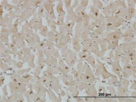 Anti-CYGB Mouse Monoclonal Antibody [clone: 1A1]