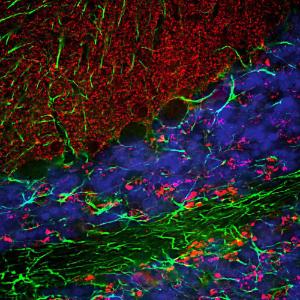 Immunofluorescent analysis of a section of rat cerebellum stained with Anti-Alpha-synuclein Antibody (A85289), dilution 1:3,000, in red, and co-stained with Anti-GFAP Antibody (A85419), dilution 1:5,000, in gree