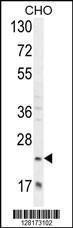 Anti-RILPL2 Rabbit Polyclonal Antibody (Biotin)