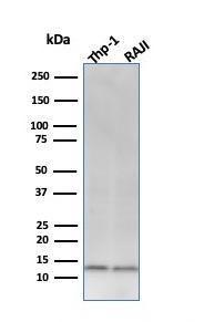 Antibody A252931-100 100 µg