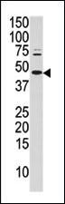 Anti-cJun Rabbit Polyclonal Antibody