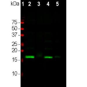 Western blot analysis of different tissu