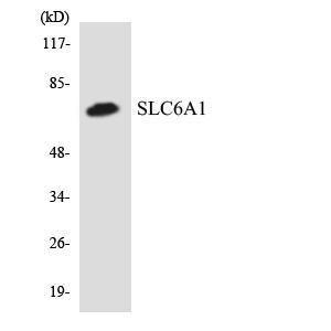 Western blot analysis of the lysates from HeLa cells using Anti-SLC6A1 Antibody