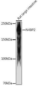 Antibody A306286-100 100 µl