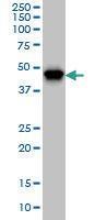 Anti-PIP4K2A Mouse Monoclonal Antibody [clone: 3A3]