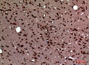 Immunohistochemical analysis of paraffin-embedded rat brain using Anti-PTN Antibody