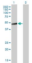 Anti-LAYN Mouse Polyclonal Antibody