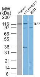 Anti-TLR7 Mouse Monoclonal Antibody [clone: 4G6]