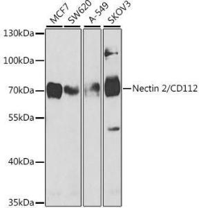 Western blot analysis of extracts of various cell lines, using Anti-Nectin 2 Antibody (A9704) at 1:1,000 dilution