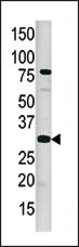 Anti-CREB Rabbit Polyclonal Antibody