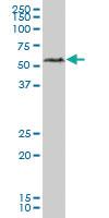 Anti-RAD23B Mouse Polyclonal Antibody