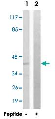 Anti-FAS Rabbit Polyclonal Antibody