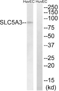 Antibody anti-SLC5A3 100 µg