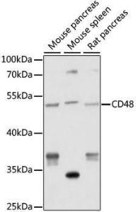 Western blot analysis of extracts of various cell lines, using Anti-CD48 Antibody (A9706) at 1:1,000 dilution