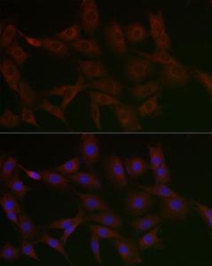 Antibody A306286-100 100 µl