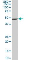 Anti-LAYN Mouse Polyclonal Antibody