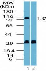 Anti-TLR7 Rabbit Polyclonal Antibody