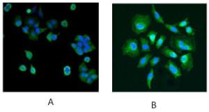 Immunofluorescence staining of MCF7 (A) and Hela (B) cells with 5 µg/ml Anti-PARK7 Antibody (A83672) antibody. Detected with Rabbit anti-goat IgG-Alexafluor488 antibody at 1:1000. Nuclei Counterstained with DAPI