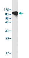 Anti-CDH11 Mouse Monoclonal Antibody [clone: 2G1]