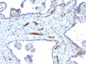 Immunohistochemical analysis of formalin-fixed, paraffin-embedded human placenta using Anti-Podocalyxin Antibody [PODXL/2184]