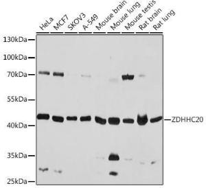 Antibody A93356-100 100 µl