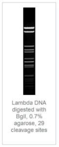 FERMER0072 - ENZYME BGLI 5X2000 UNITS