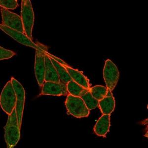 Immunofluorescent analysis of PFA fixed HeLa cells stained with Anti-SMNDC1 Antibody [PCRP-SMNDC1-1A9] followed by Goat Anti-Mouse IgG (CF&#174; 488) (Green). Counterstain is Phalloidin-CF&#174; 640A (Red)