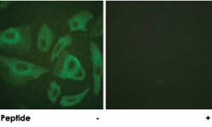 Anti-FAS Rabbit Polyclonal Antibody