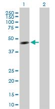 Anti-TDP2 Mouse Polyclonal Antibody