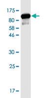 Anti-CDH11 Mouse Monoclonal Antibody [clone: 2D1]