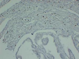 Immunohistochemical analysis of paraffin-embedded human Fallopian tube using Anti-Mast Cell Tryptase Antibody