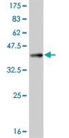 Anti-SASH1 Mouse Monoclonal Antibody [clone: 10B7]