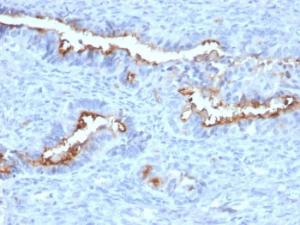 Immunohistochemical analysis of formalin-fixed, paraffin-embedded human endometrium using Anti-Podocalyxin Antibody [PODXL/2184]