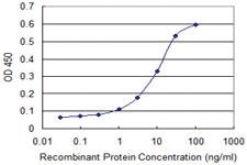 Anti-CYGB Mouse Monoclonal Antibody [clone: 1A1]