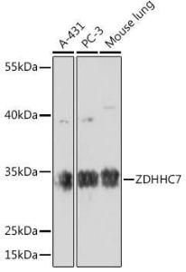 Western blot analysis of extracts of various cell lines, using Anti-ZDHHC7 Antibody (A93358) at 1:1,000 dilution The secondary antibody was Goat Anti-Rabbit IgG H&L Antibody (HRP) at 1:10,000 dilution Lysates/proteins were present at 25 µg per lane