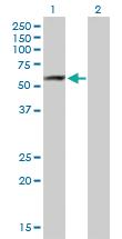 Anti-ARHGAP15 Mouse Polyclonal Antibody