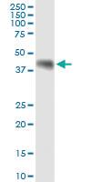 Anti-WNT8A Rabbit Polyclonal Antibody