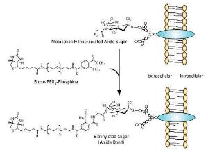 Azide reactive biotinylation reagents, EZ-Link™ Phosphine-PEG3-Biotin