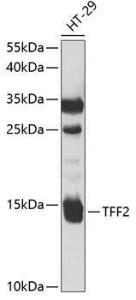 Western blot analysis of extracts of HT-29 cells, using Anti-TFF2 Antibody (A9708) at 1:1,000 dilution. The secondary antibody was Goat Anti-Rabbit IgG H&L Antibody (HRP) at 1:10,000 dilution.