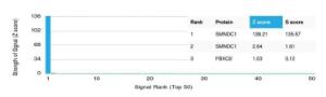 Analysis of protein array containing more than 19000 full-length human proteins using Anti-SMNDC1 Antibody [PCRP-SMNDC1-1A9]