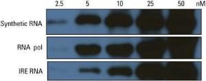 RNA 3' End biotinylation kit, Pierce™