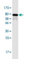 Anti-CDH11 Mouse Monoclonal Antibody [clone: 3C11]