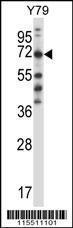 Anti-FARSB Rabbit Polyclonal Antibody (Biotin)